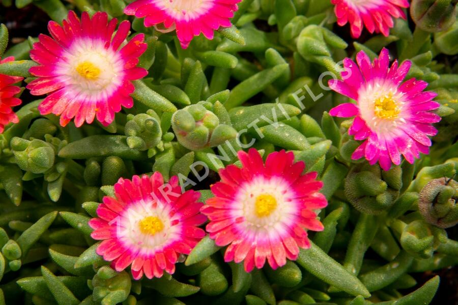 Kosmatec 'Jewel of Desert Amethyst' - Delosperma hybrida 'Jewel of Desert Amethyst'