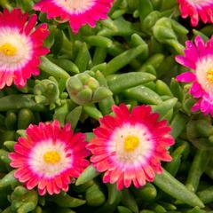 Kosmatec 'Jewel of Desert Amethyst' - Delosperma hybrida 'Jewel of Desert Amethyst'