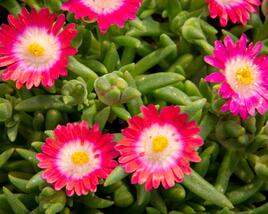 Kosmatec 'Jewel of Desert Amethyst'