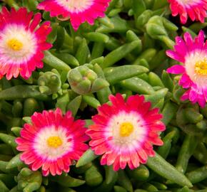 Kosmatec 'Jewel of Desert Amethyst' - Delosperma hybrida 'Jewel of Desert Amethyst'