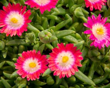 Kosmatec 'Jewel of Desert Amethyst'