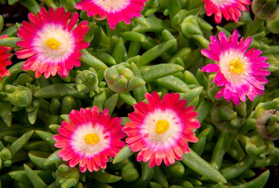 Kosmatec 'Jewel of Desert Amethyst' - Delosperma hybrida 'Jewel of Desert Amethyst'