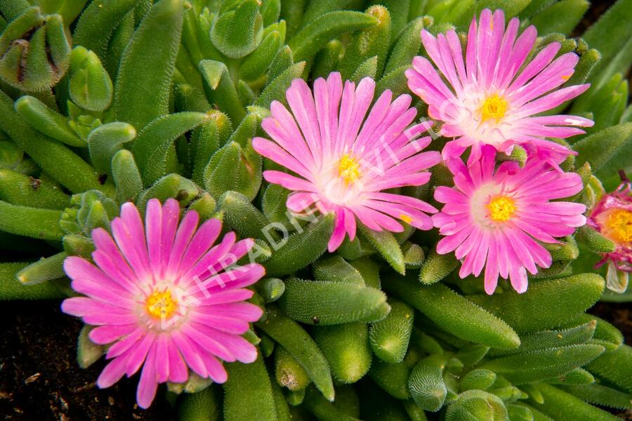 Kosmatec 'Jewel of Desert Candy Stone‘ - Delosperma hybrida 'Jewel of Desert Candy Stone'