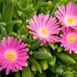 Kosmatec 'Jewel of Desert Candy Stone‘ - Delosperma hybrida 'Jewel of Desert Candy Stone'