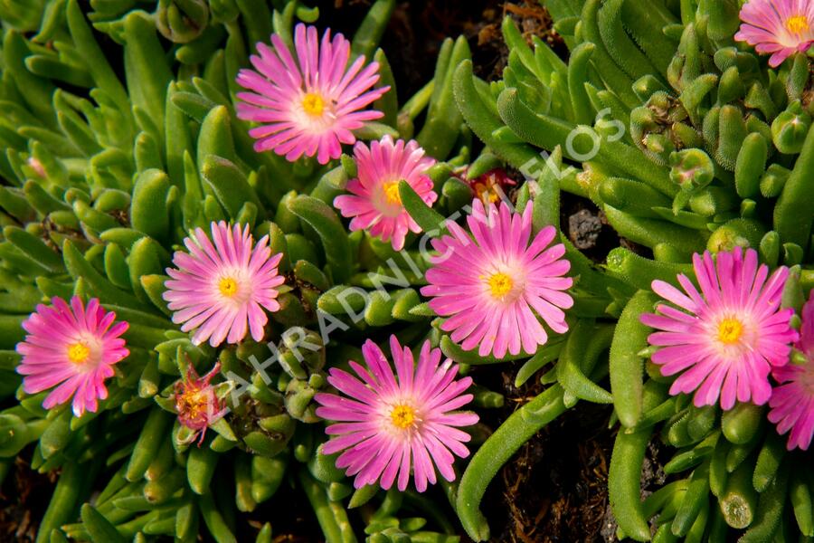 Kosmatec 'Jewel of Desert Candy Stone‘ - Delosperma hybrida 'Jewel of Desert Candy Stone'