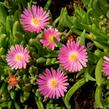 Kosmatec 'Jewel of Desert Candy Stone‘ - Delosperma hybrida 'Jewel of Desert Candy Stone'