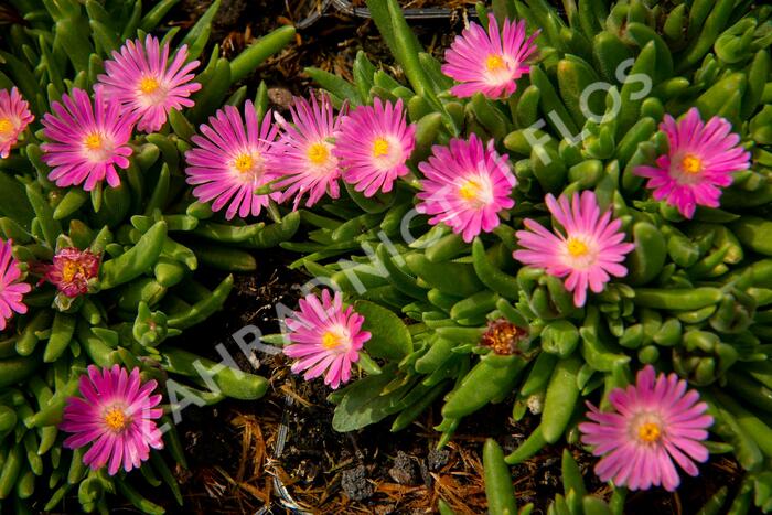 Kosmatec 'Jewel of Desert Candy Stone‘ - Delosperma hybrida 'Jewel of Desert Candy Stone'