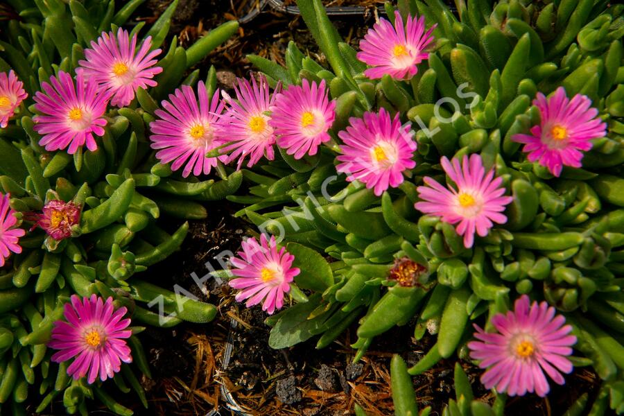 Kosmatec 'Jewel of Desert Candy Stone‘ - Delosperma hybrida 'Jewel of Desert Candy Stone'