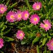 Kosmatec 'Jewel of Desert Candy Stone‘ - Delosperma hybrida 'Jewel of Desert Candy Stone'
