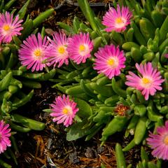Kosmatec 'Jewel of Desert Candy Stone‘ - Delosperma hybrida 'Jewel of Desert Candy Stone'