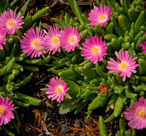 Kosmatec 'Jewel of Desert Candy Stone‘ - Delosperma hybrida 'Jewel of Desert Candy Stone'