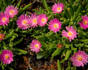 Kosmatec 'Jewel of Desert Candy Stone‘