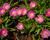 Kosmatec 'Jewel of Desert Candy Stone‘