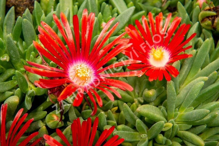 Kosmatec 'Red Mountain' - Delosperma dyeri 'Red Mountain'