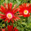 Kosmatec 'Red Mountain' - Delosperma dyeri 'Red Mountain'