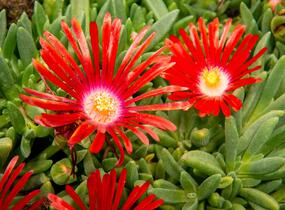 Kosmatec 'Red Mountain' - Delosperma dyeri 'Red Mountain'