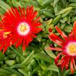 Kosmatec 'Red Mountain' - Delosperma dyeri 'Red Mountain'