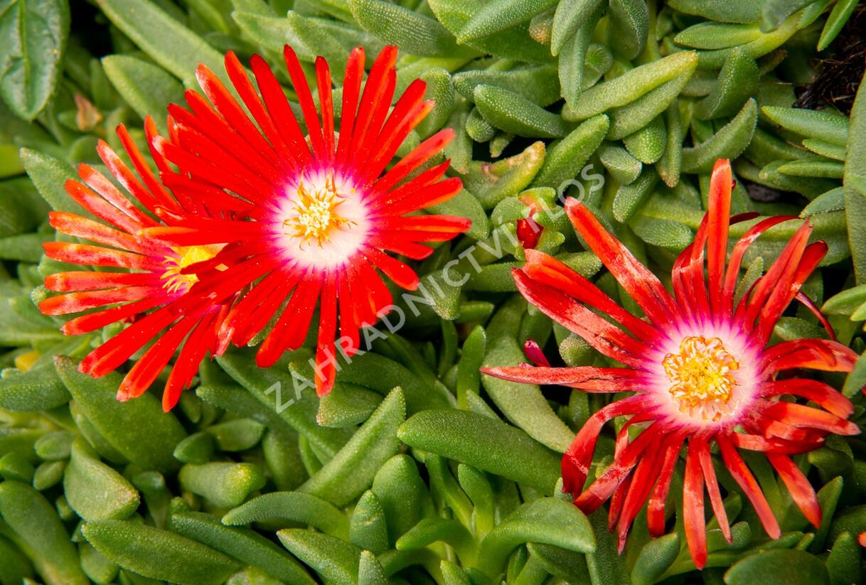 Kosmatec 'Red Mountain' - Delosperma dyeri 'Red Mountain'