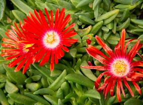 Kosmatec 'Red Mountain' - Delosperma dyeri 'Red Mountain'