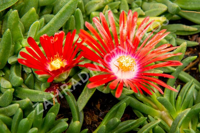 Kosmatec 'Red Mountain' - Delosperma dyeri 'Red Mountain'