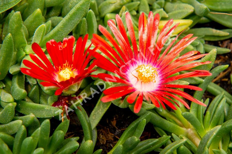 Kosmatec 'Red Mountain' - Delosperma dyeri 'Red Mountain'