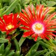 Kosmatec 'Red Mountain' - Delosperma dyeri 'Red Mountain'