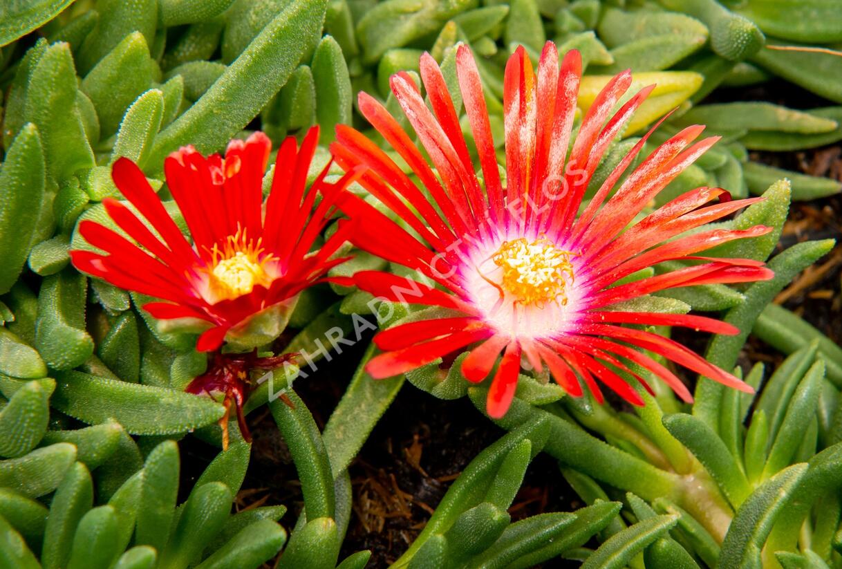 Kosmatec 'Red Mountain' - Delosperma dyeri 'Red Mountain'