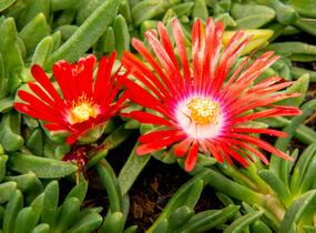 Kosmatec 'Red Mountain' - Delosperma dyeri 'Red Mountain'