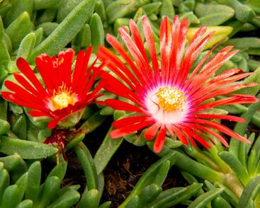 Kosmatec 'Red Mountain'