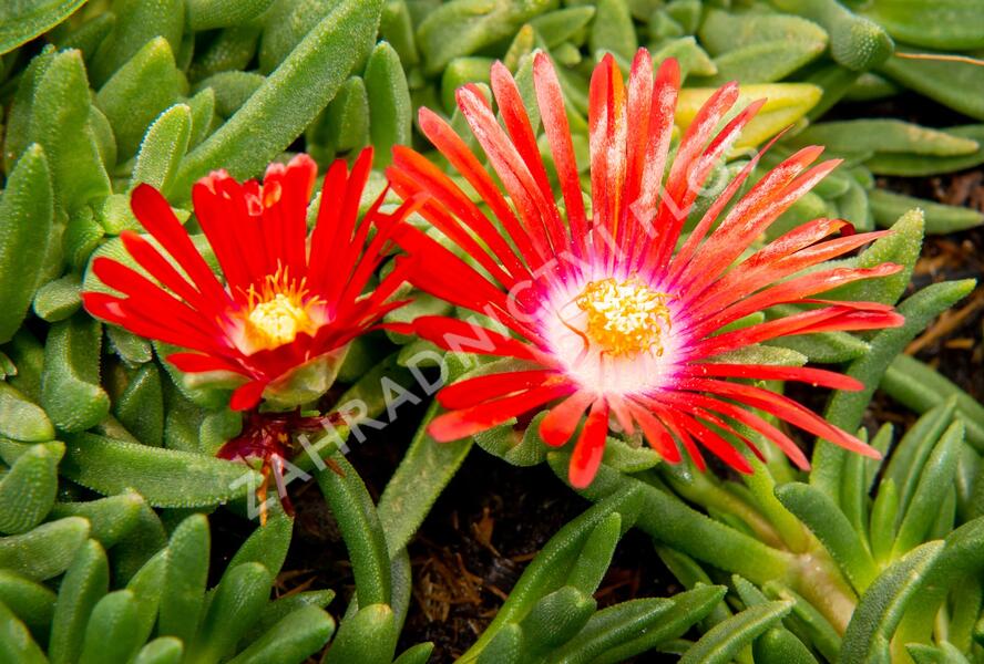 Kosmatec 'Red Mountain' - Delosperma dyeri 'Red Mountain'