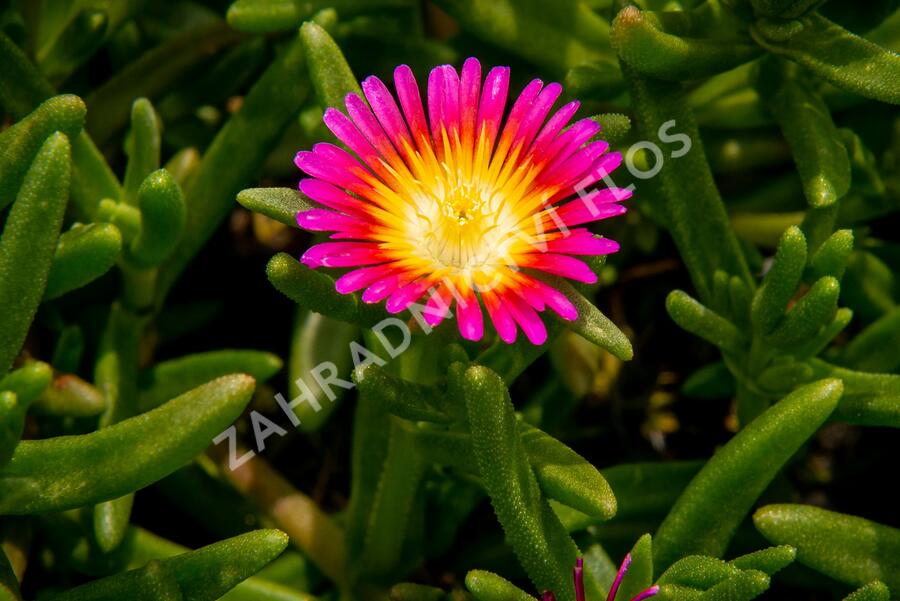 Kosmatec 'Suntropics Pink Sun' - Delosperma hybrida 'Suntropics Pink Sun'