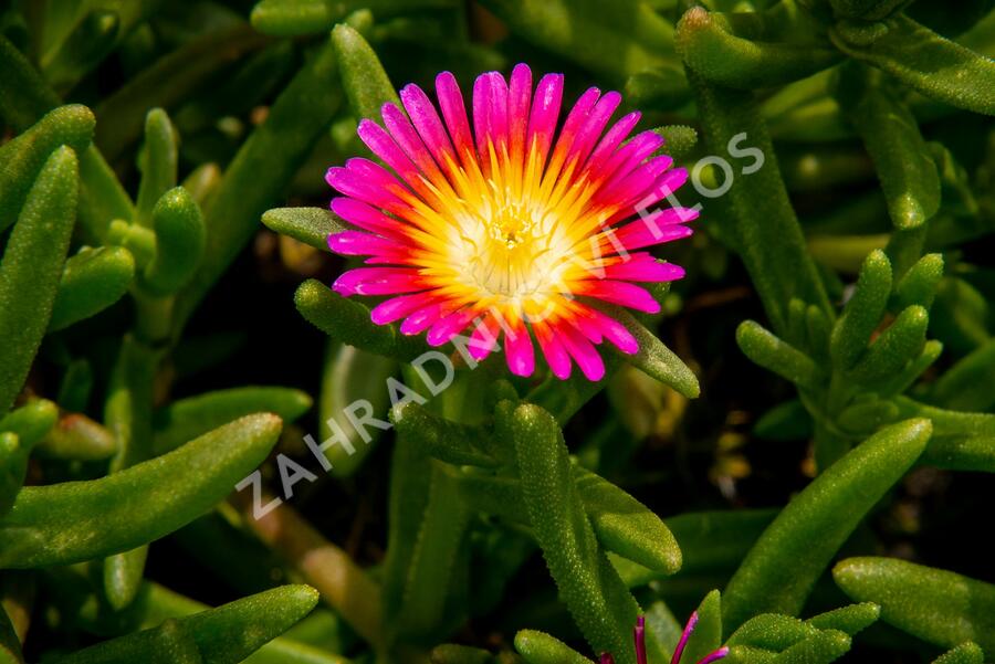 Kosmatec 'Wheels of Wonder Hot Pink' - Delosperma hybrida 'Wheels of Wonder Hot Pink'