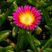 Kosmatec 'Wheels of Wonder Hot Pink' - Delosperma hybrida 'Wheels of Wonder Hot Pink'