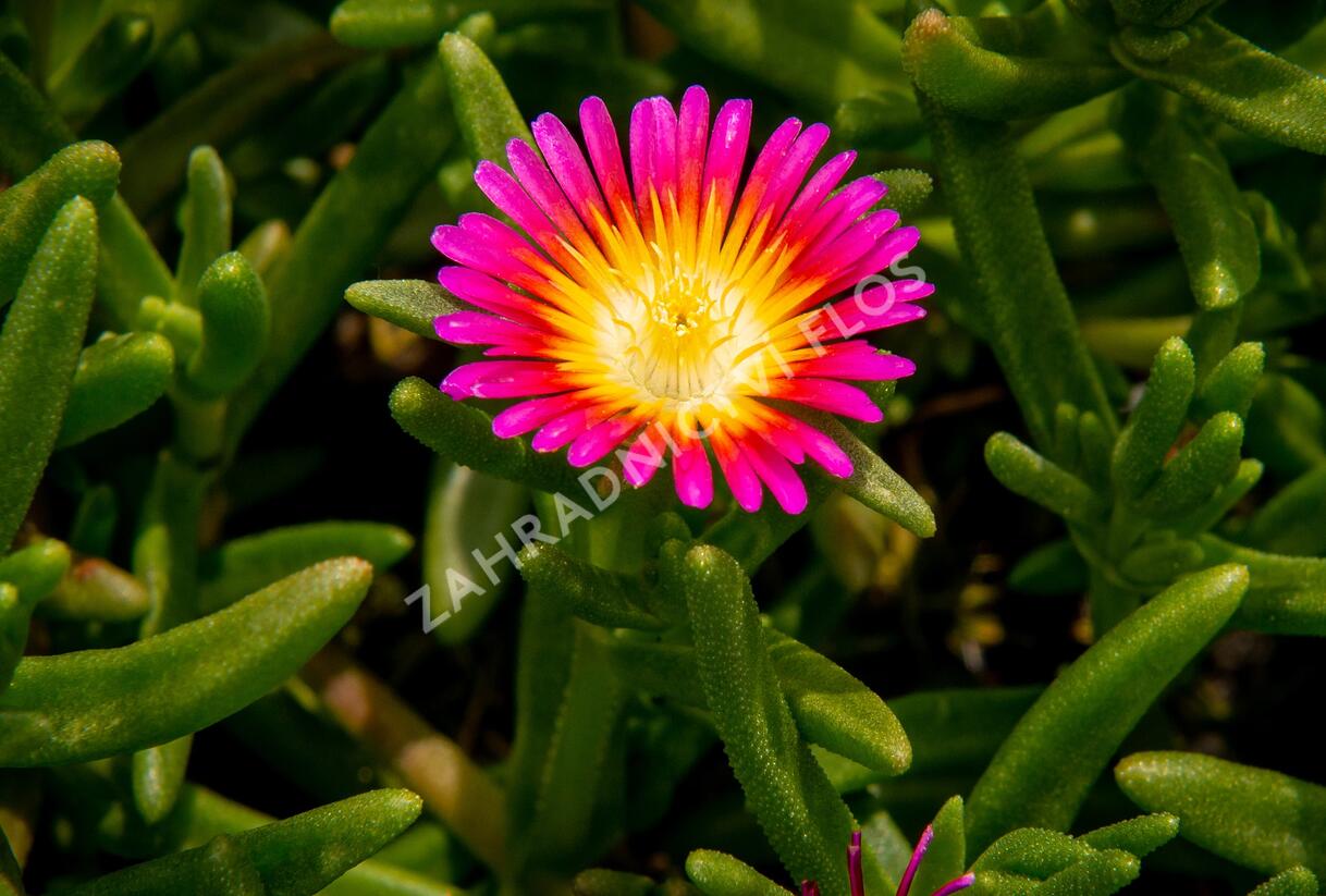 Kosmatec 'Suntropics Pink Sun' - Delosperma hybrida 'Suntropics Pink Sun'