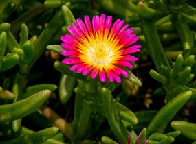 Kosmatec 'Suntropics Pink Sun' - Delosperma hybrida 'Suntropics Pink Sun'