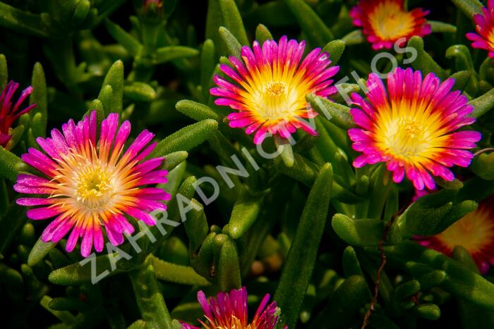 Kosmatec 'Wheels of Wonder Hot Pink' - Delosperma hybrida 'Wheels of Wonder Hot Pink'