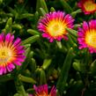 Kosmatec 'Wheels of Wonder Hot Pink' - Delosperma hybrida 'Wheels of Wonder Hot Pink'