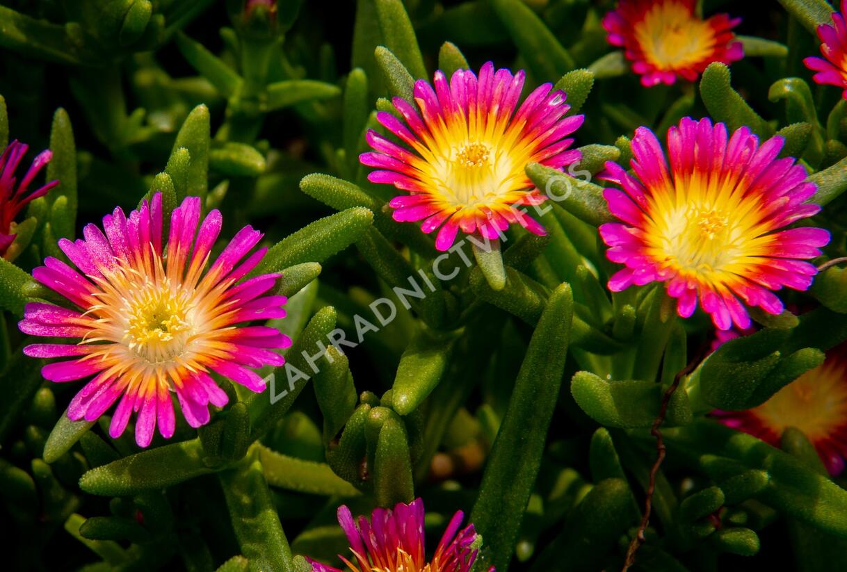 Kosmatec 'Suntropics Pink Sun' - Delosperma hybrida 'Suntropics Pink Sun'