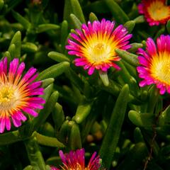 Kosmatec 'Suntropics Pink Sun' - Delosperma hybrida 'Suntropics Pink Sun'