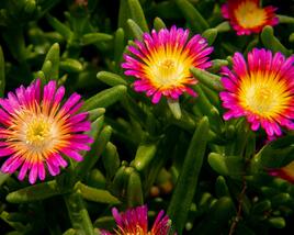 Kosmatec 'Suntropics Pink Sun'