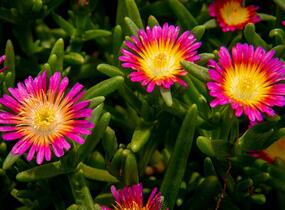 Kosmatec 'Suntropics Pink Sun' - Delosperma hybrida 'Suntropics Pink Sun'