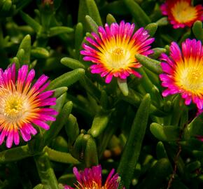 Kosmatec 'Suntropics Pink Sun' - Delosperma hybrida 'Suntropics Pink Sun'