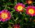 Kosmatec 'Suntropics Pink Sun'