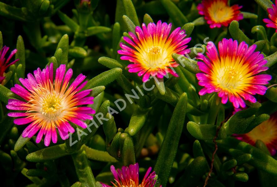 Kosmatec 'Suntropics Pink Sun' - Delosperma hybrida 'Suntropics Pink Sun'