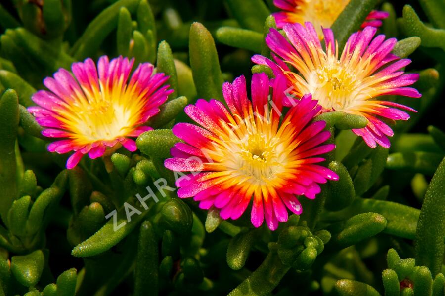 Kosmatec 'Suntropics Pink Sun' - Delosperma hybrida 'Suntropics Pink Sun'