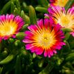 Kosmatec 'Suntropics Pink Sun' - Delosperma hybrida 'Suntropics Pink Sun'