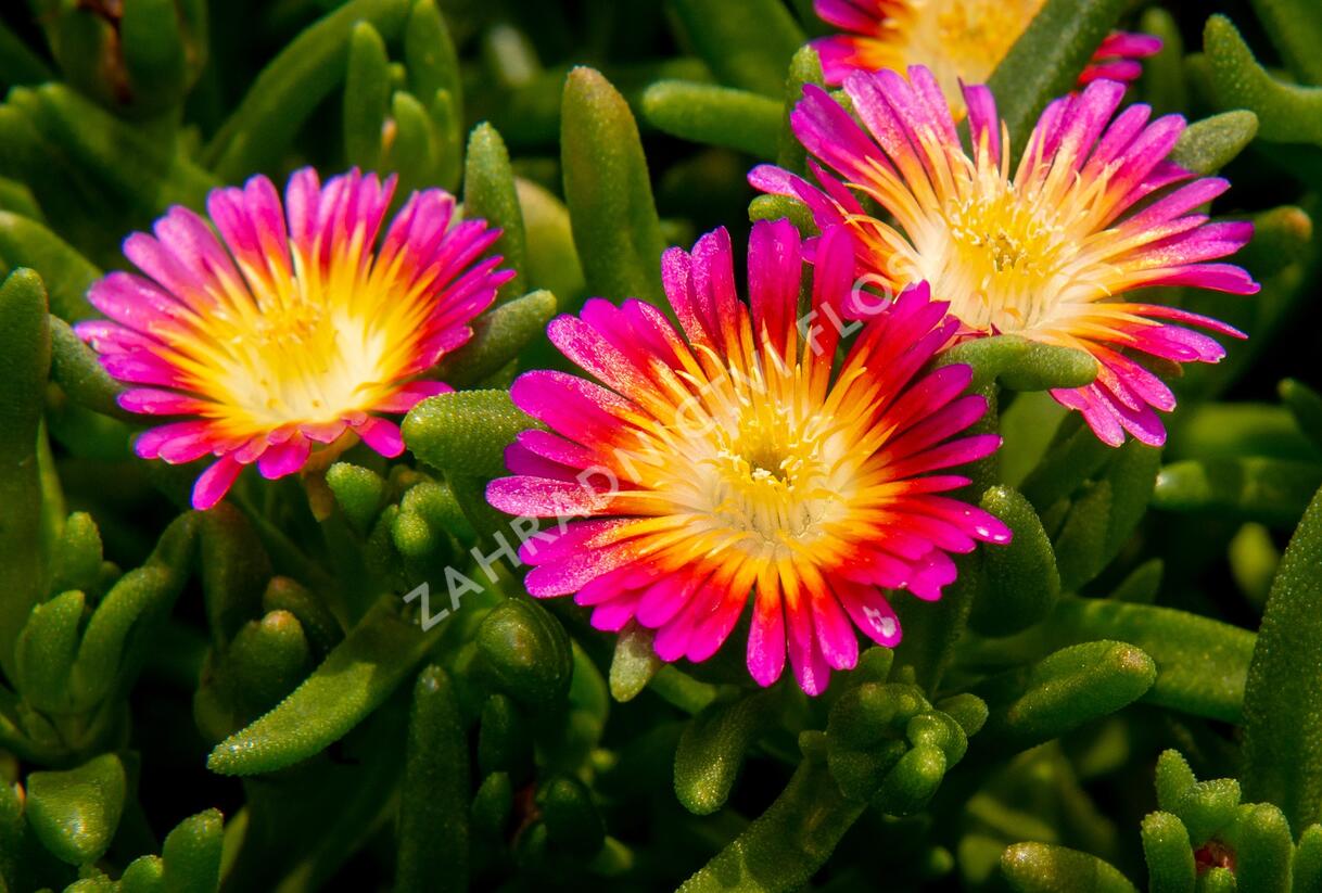 Kosmatec 'Suntropics Pink Sun' - Delosperma hybrida 'Suntropics Pink Sun'