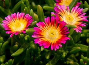 Kosmatec 'Suntropics Pink Sun' - Delosperma hybrida 'Suntropics Pink Sun'
