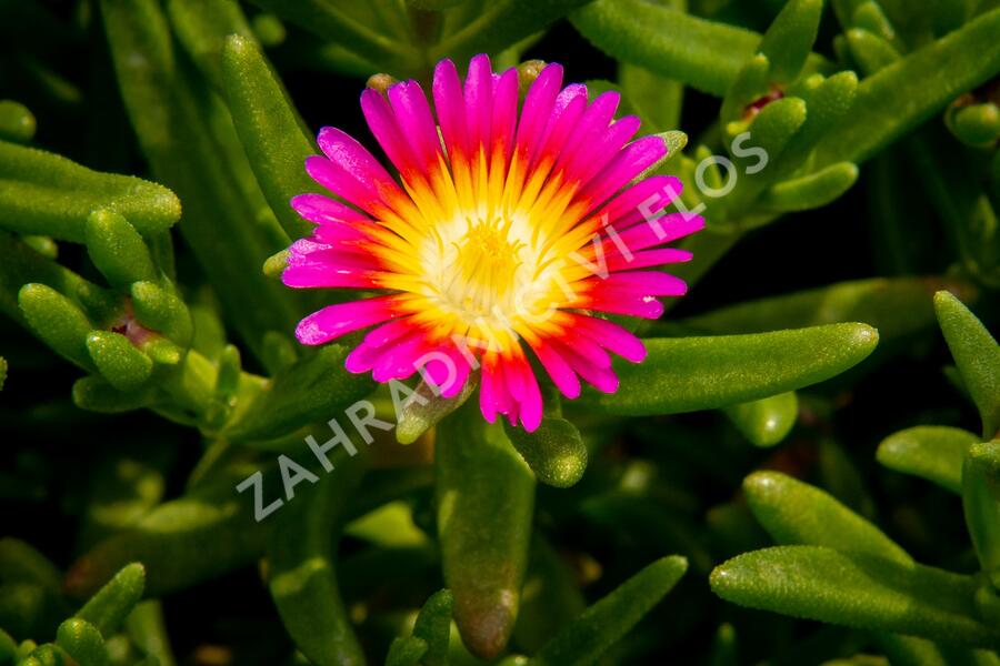 Kosmatec 'Suntropics Pink Sun' - Delosperma hybrida 'Suntropics Pink Sun'
