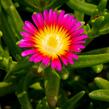 Kosmatec 'Wheels of Wonder Hot Pink' - Delosperma hybrida 'Wheels of Wonder Hot Pink'